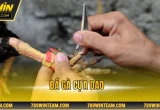 Đá gà cựa dao