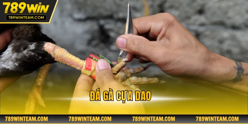 Đá gà cựa dao